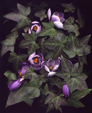 Ivy and Crocus