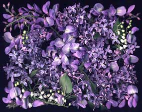 Lilacs and Wisteria