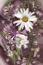 Shasta Daisies