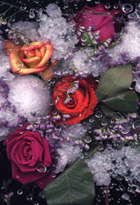 Last Snow / Roses