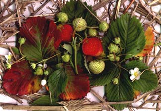 Stawberries