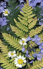 Yellow Fern