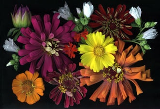 Zinnias