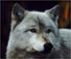 BlueWolf 1998