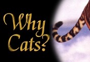 Why Cats?