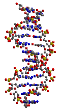 DNA