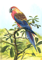 Macaw