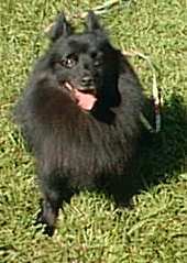 Schipperke