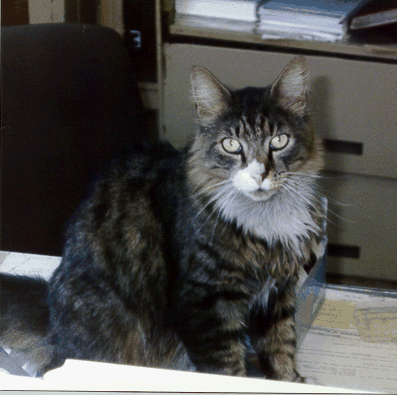 benchman.gif (121505 bytes)