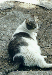 tubdown1.gif (70182 bytes)