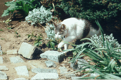 tubgard.gif (128933 bytes)