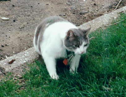 tubwalk.gif (123339 bytes)