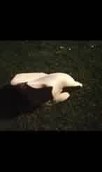 Werden-Wachsen-Vergehen, Tuff