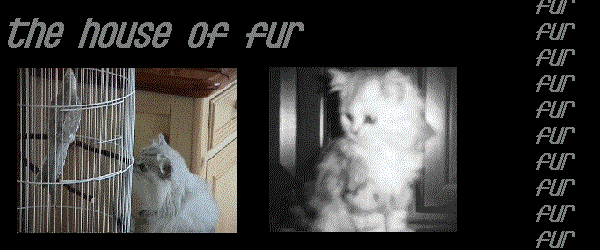 the house of fur dedicated to my shaded silver persian, alexi