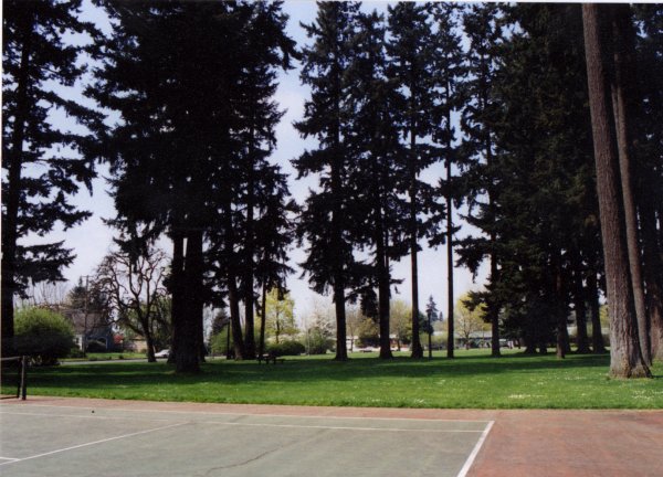 Photo on tennis court (east) looking south through the tall trees.