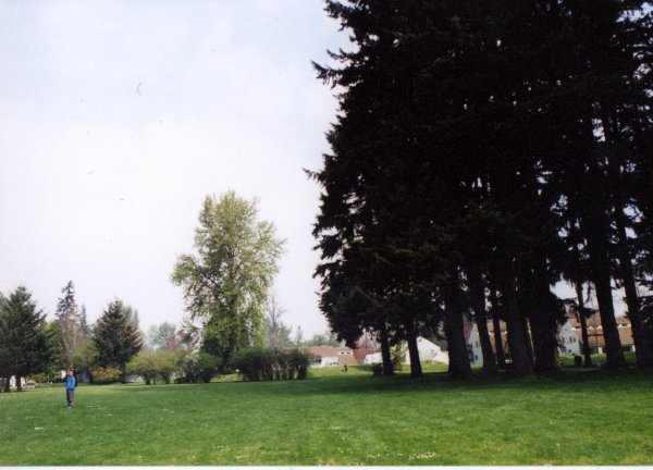 Photo from south edge facing north. Chris is the intended scale figure against the giant trees.