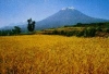 Campos de Arequipa.