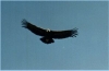 El c�ndor.  El ave con las alas m�s largas del mundo.