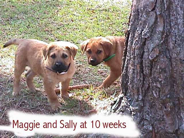 Maggie and Sally - 10 weeks old - 3/4/00