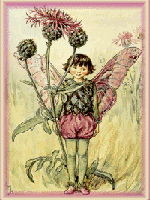 Knapweed Fairy