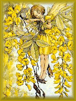 Laburnum Fairy