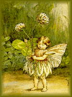 White Clover Fairy