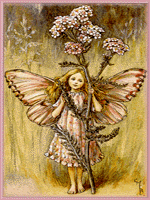 Yarrow Fairy