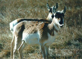 Custer State Park