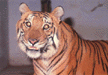 Royal Bengal Tiger 