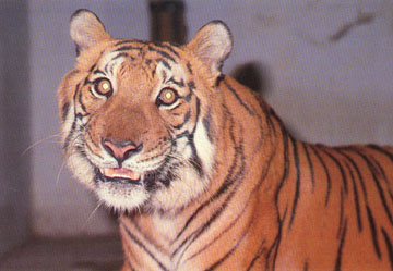 Royal Bengal Tiger