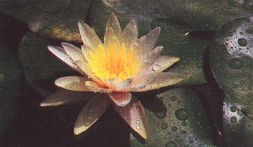 Water Lily --the National Flower of Bangladesh