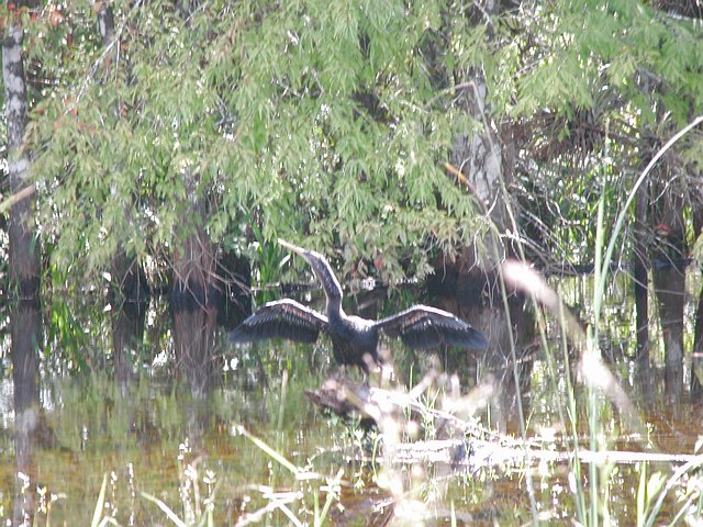 <b>Big Cypress Preserve