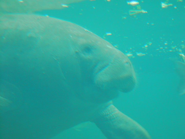 <b>Manatee