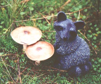 Brent with mushrooms at the SE end of the Goldrush Property