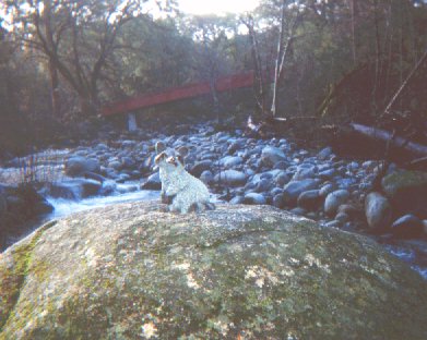 Brent at the red bridge over Brandy Creek at Whiskeytown Lake