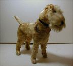 image/_foxt07.jpg, 3.7K