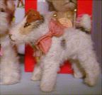 image/_foxt13.jpg, 4.6K