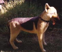 image/gshep01.jpg, 26.3K