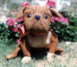 image/_bully04.jpg, 7.7K