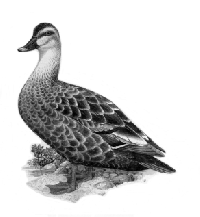 Black Duck  1,400 KB