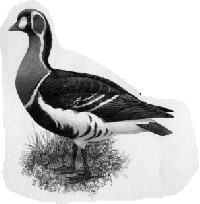 Red Breasted Goose  2,198 KB