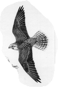 Saker Falcon in Flight back view  1,476 KB