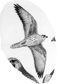 Saker Falcon in Flight front view  1,516 KB