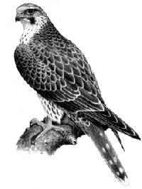 Saker Falcon  1,338 KB