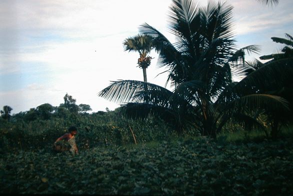 image/picking_tomatoes.jpg, 41.6K