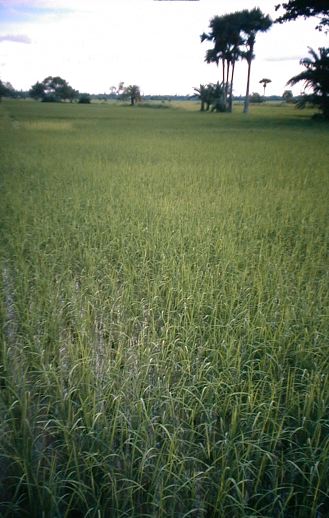 image/rice_field.jpg, 41K