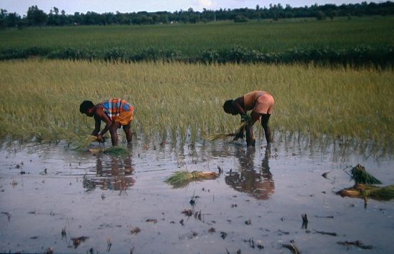 image/rice_pickers_at_work.jpg, 36.3K