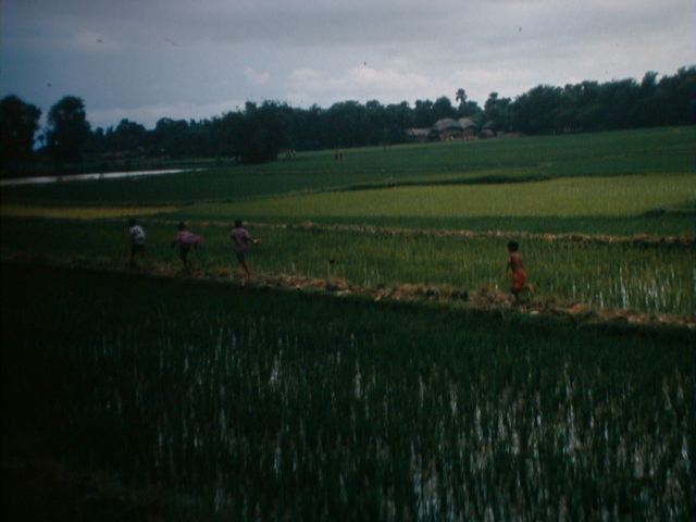 image/running_in_a_rice_field.jpg, 30.9K