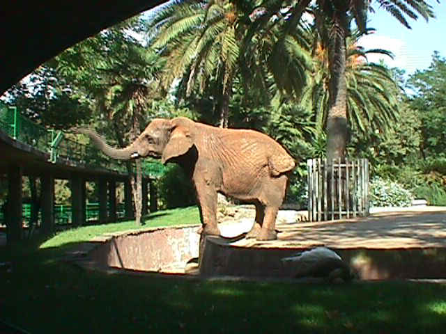 elefante