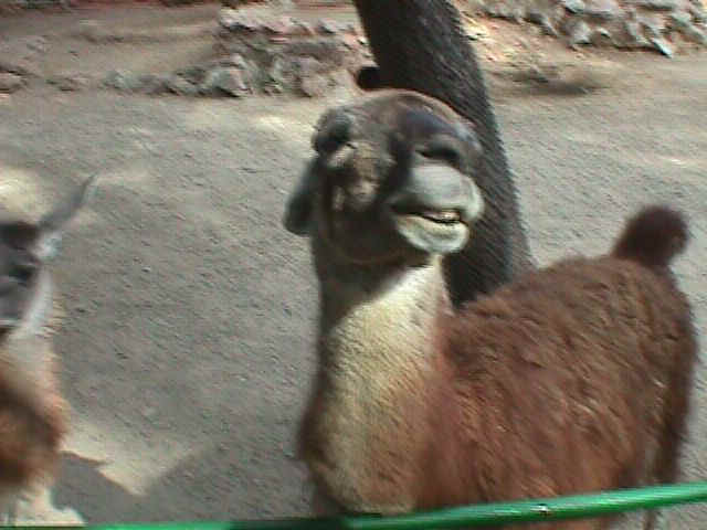 llama